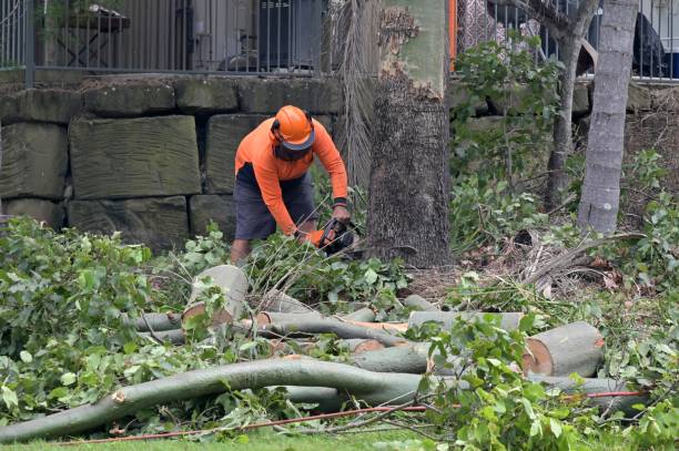 Why Choose Our Tree Removal Services in Ferrum, VA?